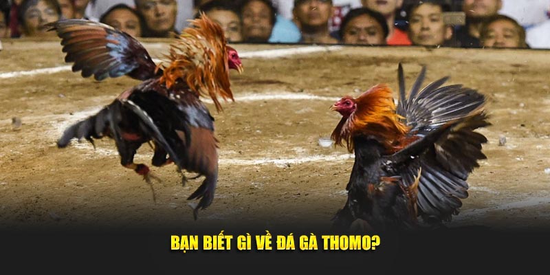Bạn biết gì về đá gà thomo?