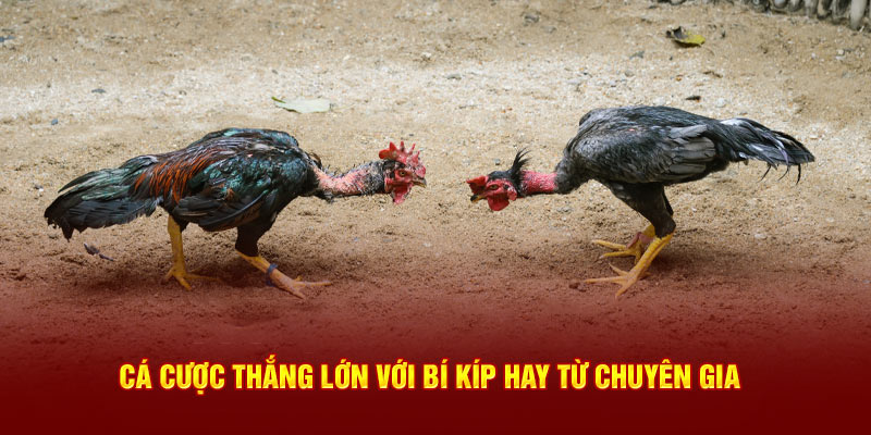 Cá cược với bí kíp thắng lớn từ chuyên gia
