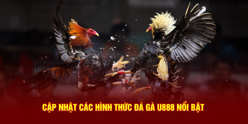 Hình thức đá gà U888 nổi bật