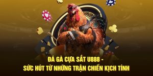 Đá gà cựa sắt u888 - sức hút từ những trận chiến kịch tính