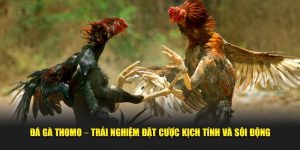 đá gà thomo - trải nghiệm đặt cược kịch tính và sôi động