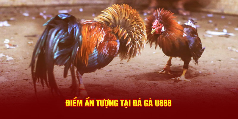 Điểm ấn tượng chỉ có tại đá gà U888