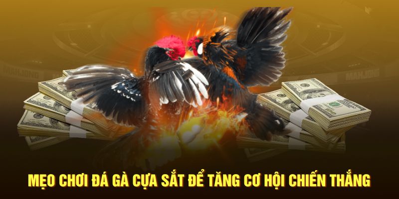 Mẹo chơi đá gà cựa sắt để tăng cơ hội chiến thắng