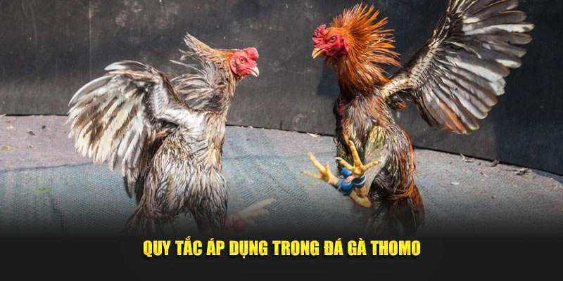 Quy tắc áp dụng trong đá gà Thomo