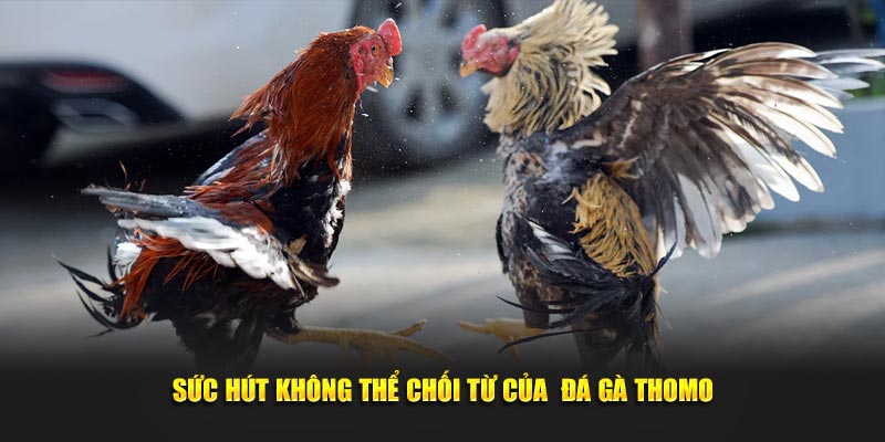 Sức lôi cuốn khó cưỡng của đá gà Thomo