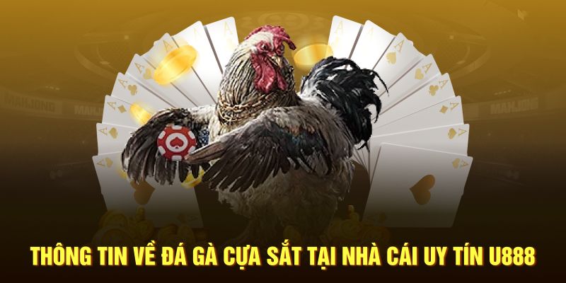 Thông tin về đá gà cựa sắt tại nhà cái uy tín U888