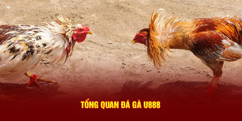 Tổng quan về đá gà U888