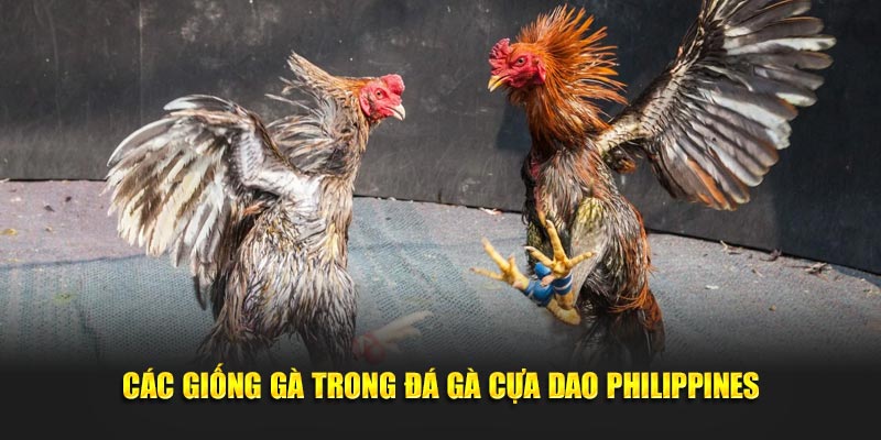 Các giống gà trong đá gà cựa dao Philippines