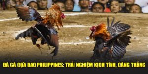 Đá Gà Cựa Dao Philippines: Trải Nghiệm Kịch Tính, Căng Thẳng