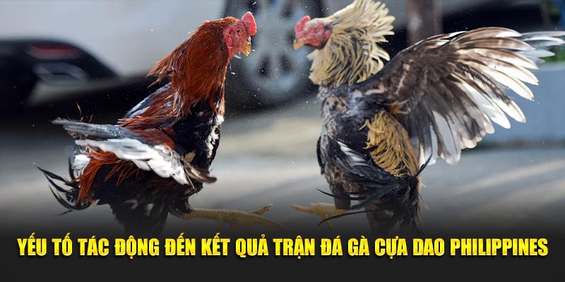 Yếu tố tác động đến kết quả trận đá gà cựa dao Philippines